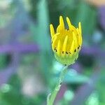Senecio squalidus Λουλούδι