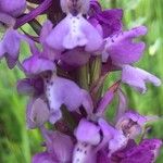 Orchis olbiensis Цветок
