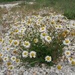 Tripleurospermum maritimum Pokrój