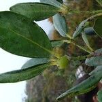 Balanops oliviformis Fruto