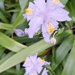 Iris japonica Floare