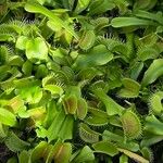 Dionaea muscipula List