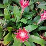 Billbergia pyramidalis Floare