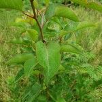 Pyrus calleryana Hoja