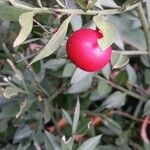 Ruscus aculeatus Φρούτο