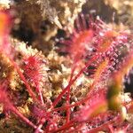 Drosera intermedia Lapas