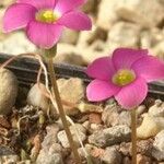 Oxalis depressa