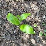 Polygonatum latifolium 葉