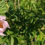 Rosa micrantha Floare