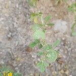 Medicago radiata Libunga