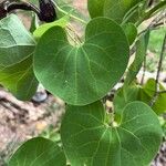 Aristolochia ringens 葉