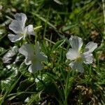 Viola calcarata Kwiat