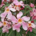 Nerium oleander Fleur