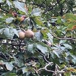 Aesculus pavia Fruit