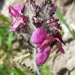 Pedicularis cenisia Flower