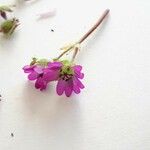 Geranium pusillumFlower