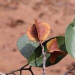 Combretum collinum Fruit