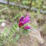 Echium creticum Blomma