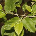 Morus celtidifolia Blatt