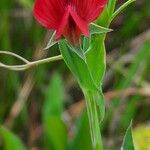 Lathyrus ciceraЦвят