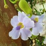 Thunbergia grandiflora Květ