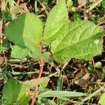 Corchorus aestuans Leaf