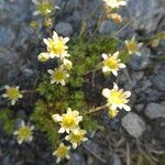 Saxifraga exarata Flor