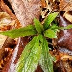 Hieracium sabaudum Leaf