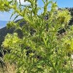 Cirsium candelabrum