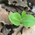 Aristolochia fontanesii Leaf