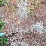 Cneorum pulverulentum आदत