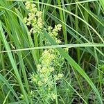 Galium x pomeranicum Flower