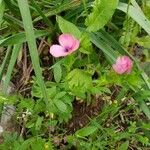 Linum pubescens Çiçek