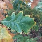 Quercus bicolor Leaf