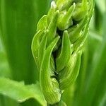 Camassia leichtlinii Flors