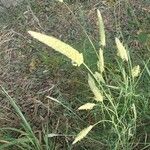 Phalaris aquatica برگ