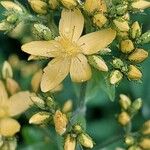 Hypericum hirsutum Flower