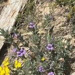 Dyschoriste schiedeana Flower