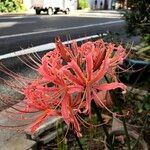 Lycoris radiataÇiçek