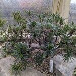 Lithodora zahnii Hábito
