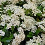 Spiraea chamaedryfoliaKvet