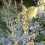 Rumex scutatus Blüte