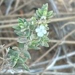 Micromeria ericifolia Flower