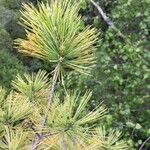 Pinus rigida 叶