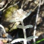 Teucrium aureum Floare