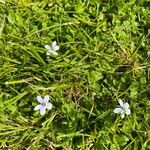 Lobelia pedunculata Flower