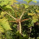 Cyathea cicatricosa Φύλλο