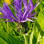 Centaurea montana花