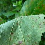 Rubus phyllostachys Diğer