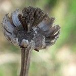 Tanacetum cinerariifolium Fruto